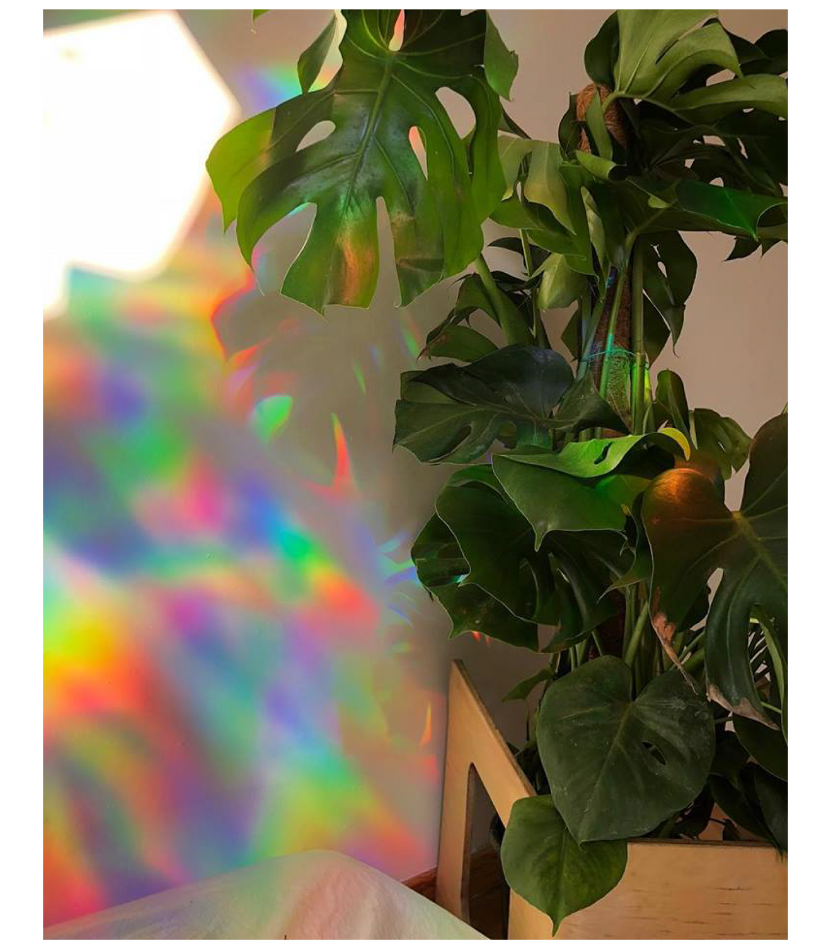Mandala Suncatchers | Holographic Rainbow Window Suncatcher Decals Set