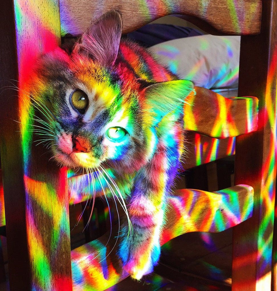 Rainbow light cat